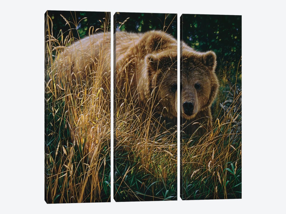Brown Bear Crossing Paths by Collin Bogle 3-piece Canvas Artwork