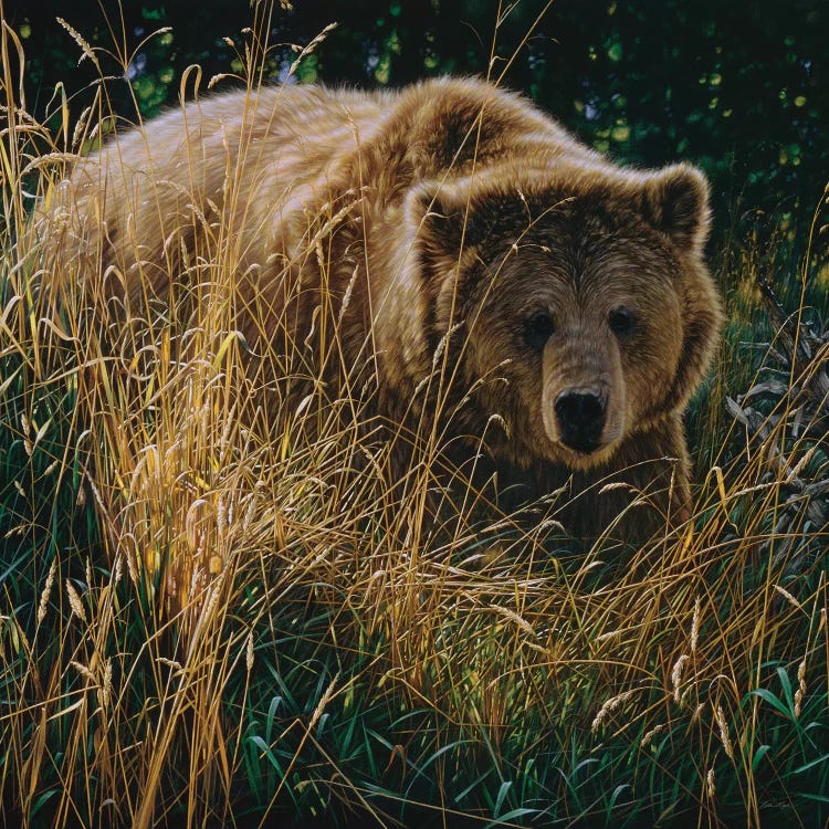 Brown Bear Crossing Paths