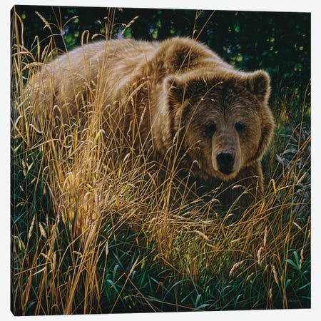 Brown Bear Crossing Paths Canvas Print #CBO98} by Collin Bogle Canvas Artwork