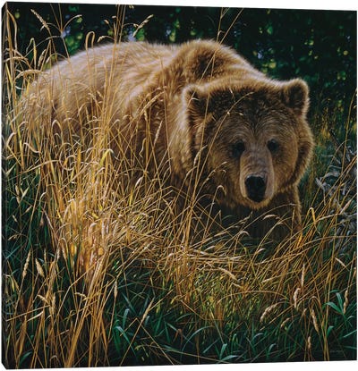 Brown Bear Crossing Paths Canvas Art Print - Collin Bogle