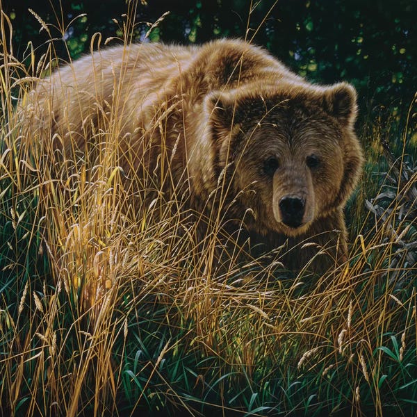 Collin Bogle: Brown Bear Crossing Paths by Collin Bogle