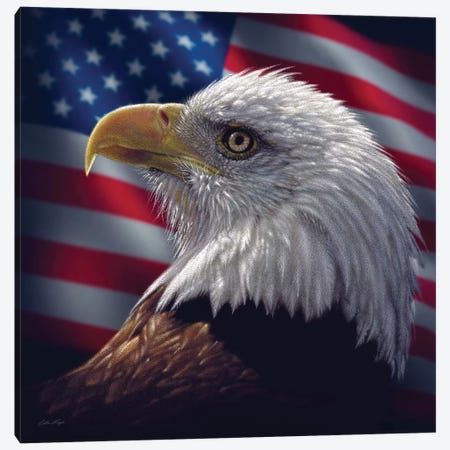 Bald Eagle Portrait America, Square Canvas Print #CBO9} by Collin Bogle Canvas Artwork