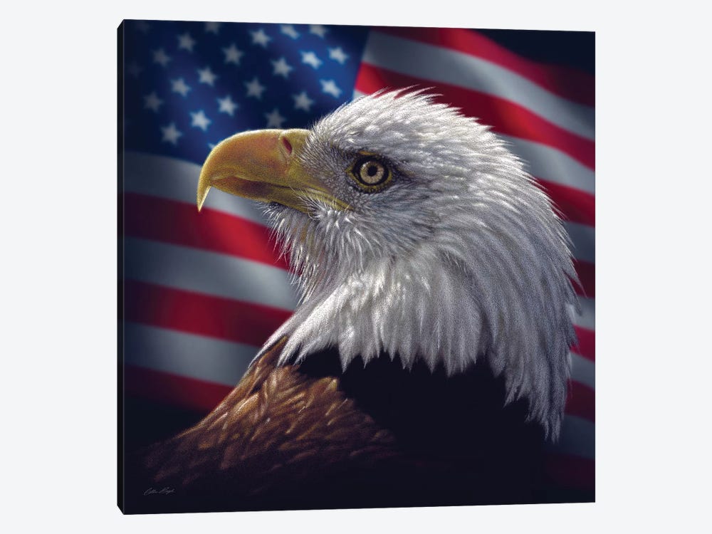 Bald Eagle Portrait America, Square by Collin Bogle 1-piece Canvas Wall Art