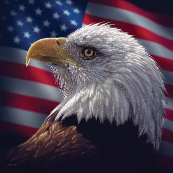 Photorealism: Bald Eagle Portrait America, Square by Collin Bogle