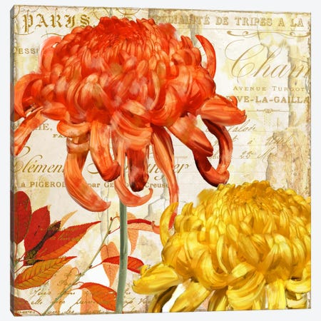 Chrysanthemes I Canvas Print #CBY245} by Color Bakery Canvas Print