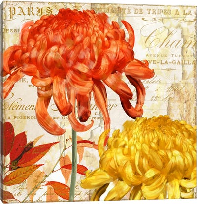 Chrysanthemes I Canvas Art Print - Chrysanthemum Art