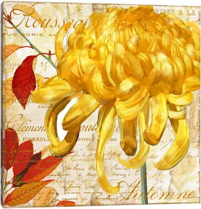 Chrysanthemes II Canvas Art Print - Chrysanthemum Art