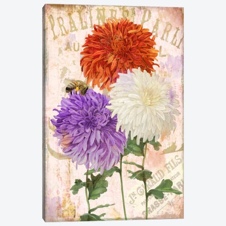 Chrysanthemums Canvas Print #CBY247} by Color Bakery Art Print