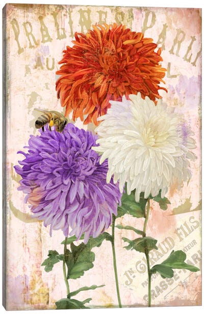 Chrysanthemums Canvas Art Print - Allium Art