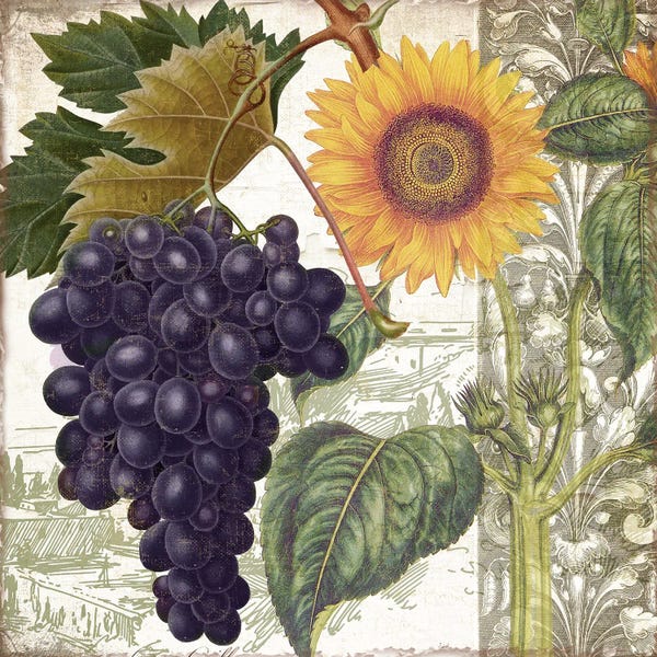 Grapes: Dolcetto I by Sasha