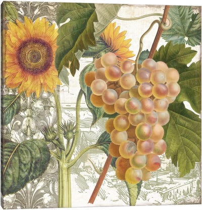 Dolcetto IV Canvas Art Print - Grape Art