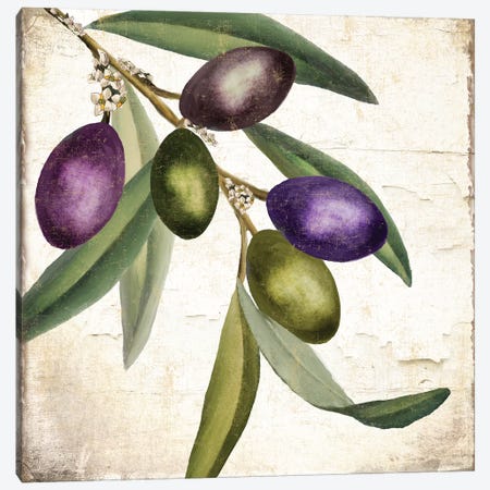 Olive Branch I Canvas Print #CBY676} by Color Bakery Canvas Art