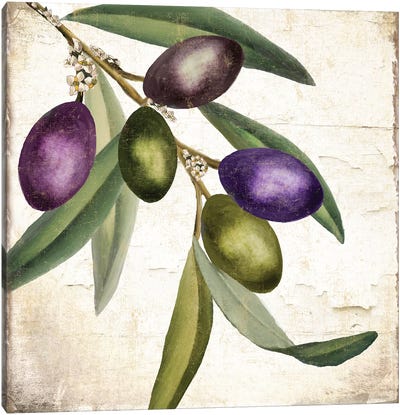 Olive Branch I Canvas Art Print - Olive Tree Art