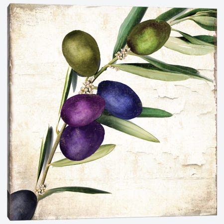 Olive Branch III Canvas Print #CBY678} by Color Bakery Canvas Print