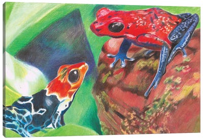 Poison Dart Frogs Canvas Art Print - Charlotte Bezant