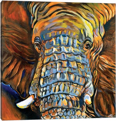 Elephant Portrait Canvas Art Print - Charlotte Bezant