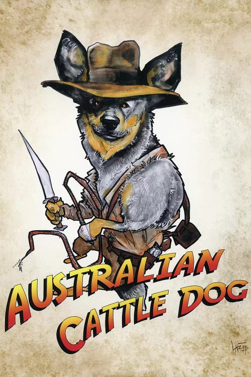 Australian Cattle Dog Jones