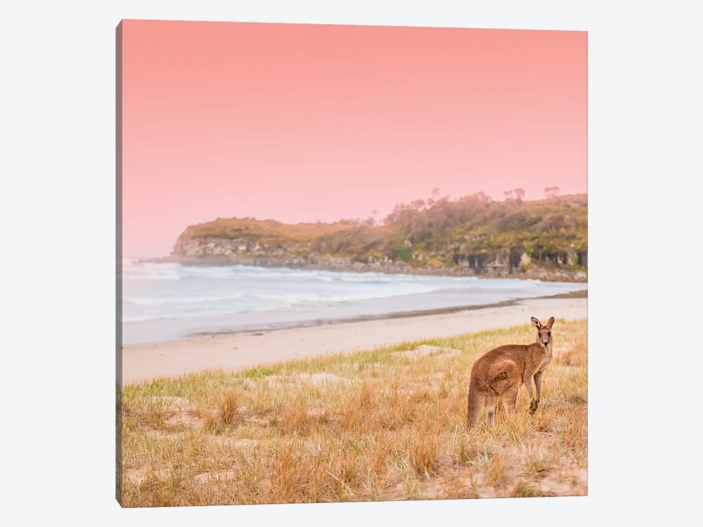 Roo by Charlotte Curd 1-piece Canvas Print