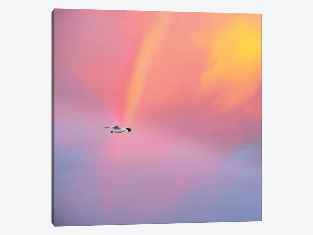 Pot Of Gold by Charlotte Curd 1-piece Canvas Wall Art