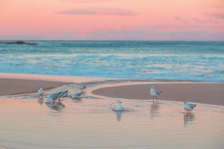 Seagull Swims