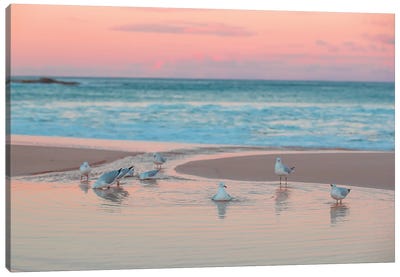 Seagull Swims Canvas Art Print - Charlotte Curd