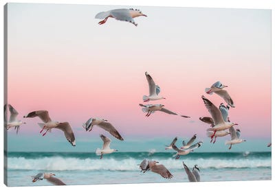 Who Gives A Flying Flock Canvas Art Print - Charlotte Curd