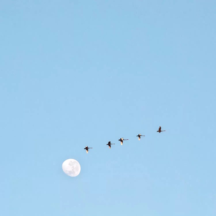 Fly To The Moon