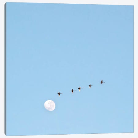Fly To The Moon Canvas Print #CCD7} by Charlotte Curd Canvas Print