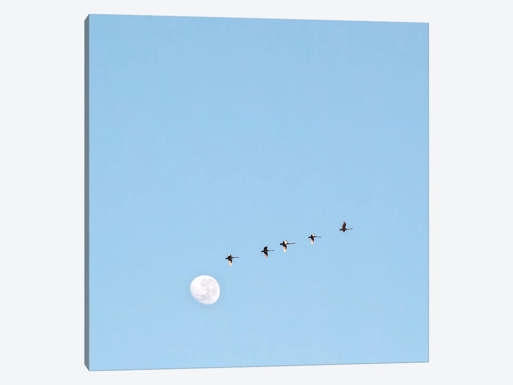 Fly To The Moon by Charlotte Curd 1-piece Canvas Art
