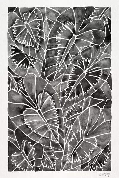 Cat Coquillette: Black Schismatoglottis Calyptrata by Cat Coquillette