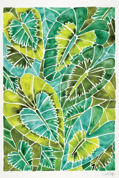 Green Schismatoglottis Calyptrata by Cat Coquillette canvas print