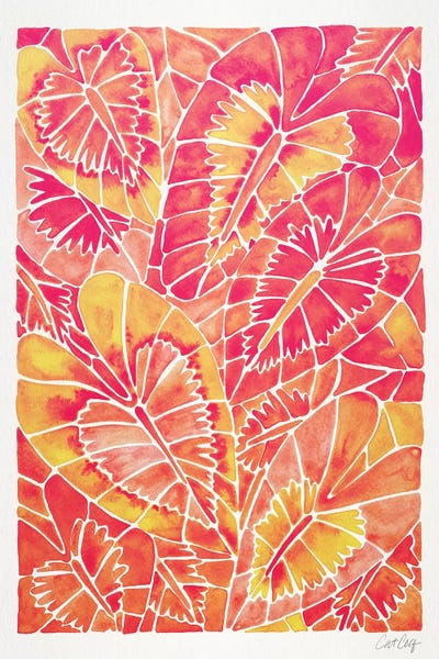 Cat Coquillette: Pink Schismatoglottis Calyptrata by Cat Coquillette