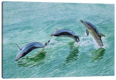 Dolphin Splash Canvas Art Print - Turquoise Art