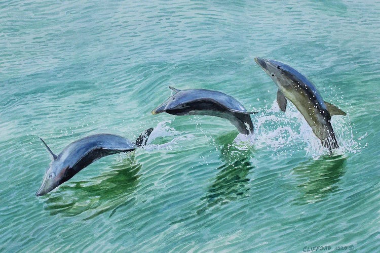 Dolphin Splash