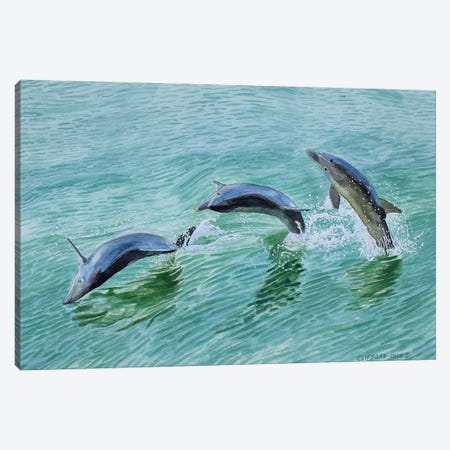 Dolphin Splash Canvas Print #CCL30} by Cory Clifford Canvas Wall Art