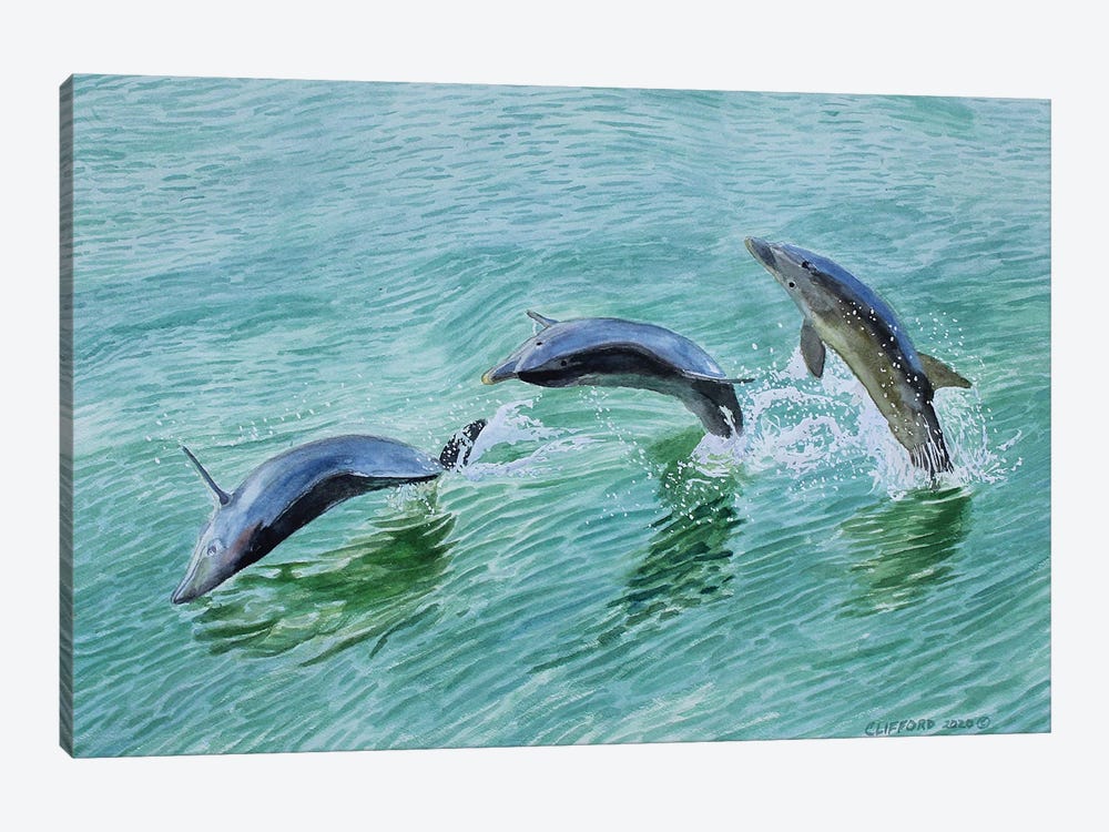 Dolphin Splash by Cory Clifford 1-piece Canvas Art