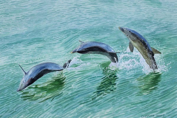 Dolphins: Dolphin Splash by Cory Clifford