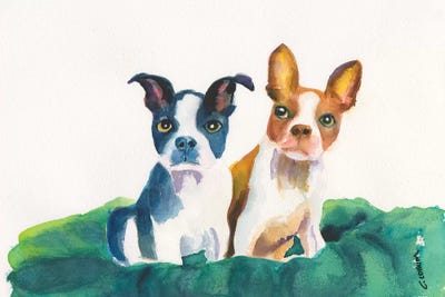 Boston Terriers