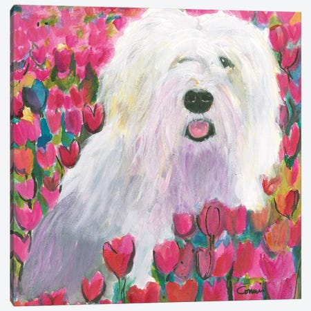 Sheepdog In Tulip Field Canvas Print #CCM66} by Connie Collum Canvas Print