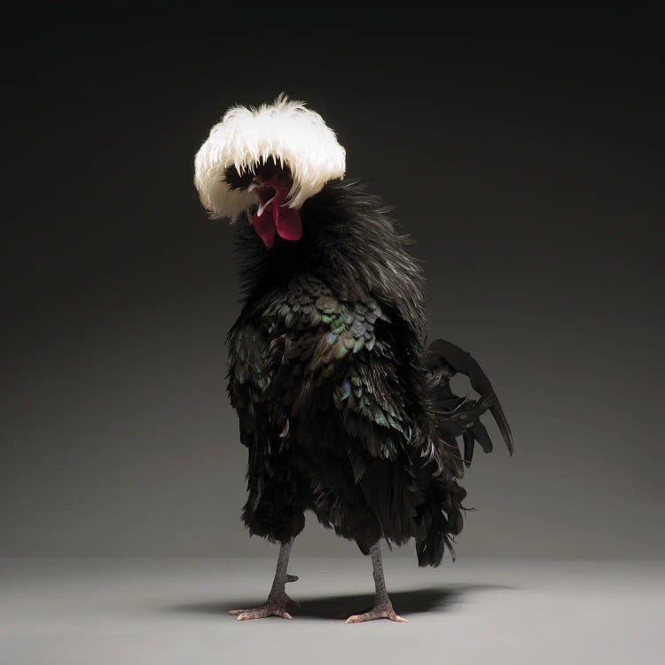 Black Polish Big by CHICken wall art