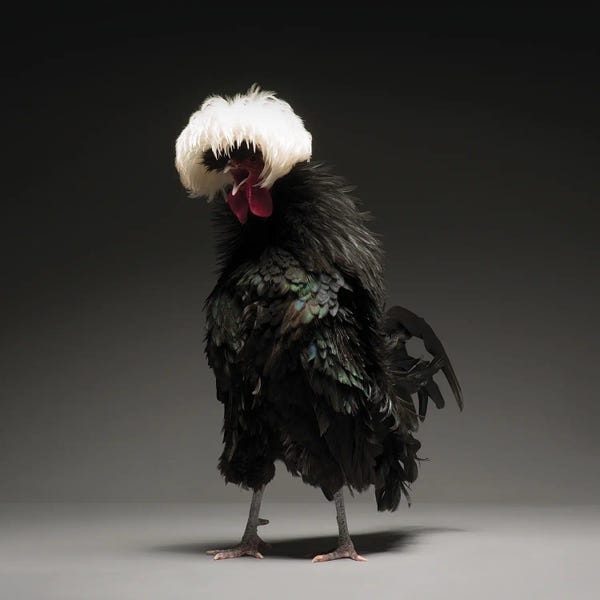 CHICken