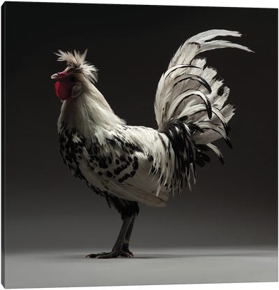 Appenzeller Tufted Canvas Art Print - Chicken & Rooster Art