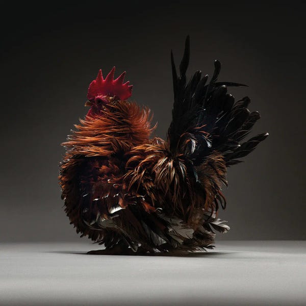 CHICken: Japanese Bantam by CHICken