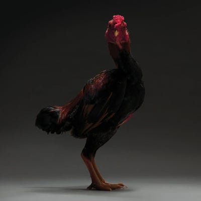 Japanese Shamo by CHICken art print