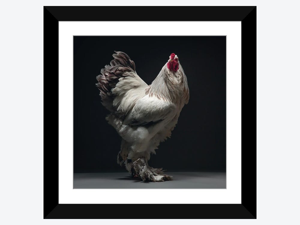 Lavender Brahma Roosters in Crumlin on Freeads Classifieds - brahmas  classifieds