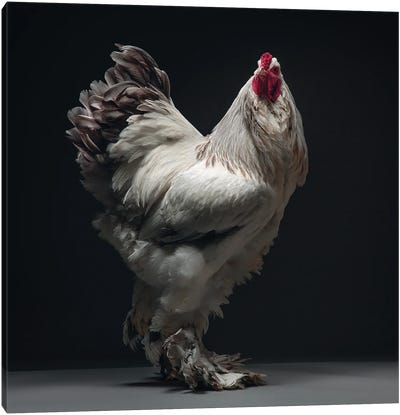 Columbian Lavender Brahma Canvas Art Print - Chicken & Rooster Art