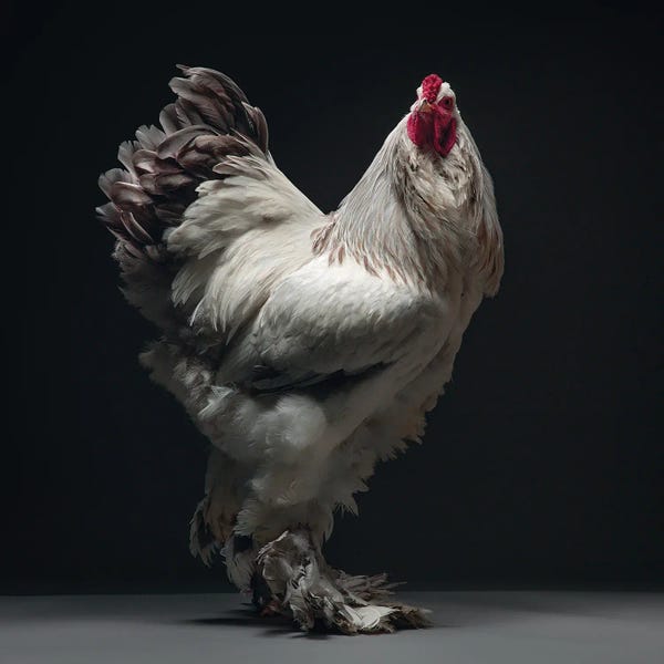 CHICken: Columbian Lavender Brahma by CHICken