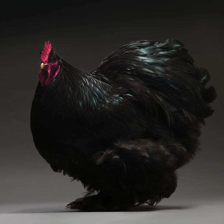 Cochin Bantam