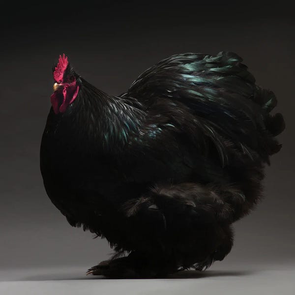 CHICken: Cochin Bantam by CHICken