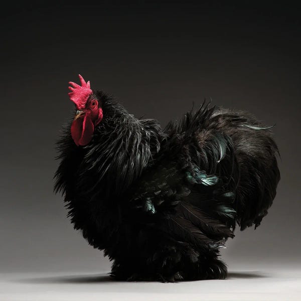 CHICken: Frizzle Cochin Bantam by CHICken